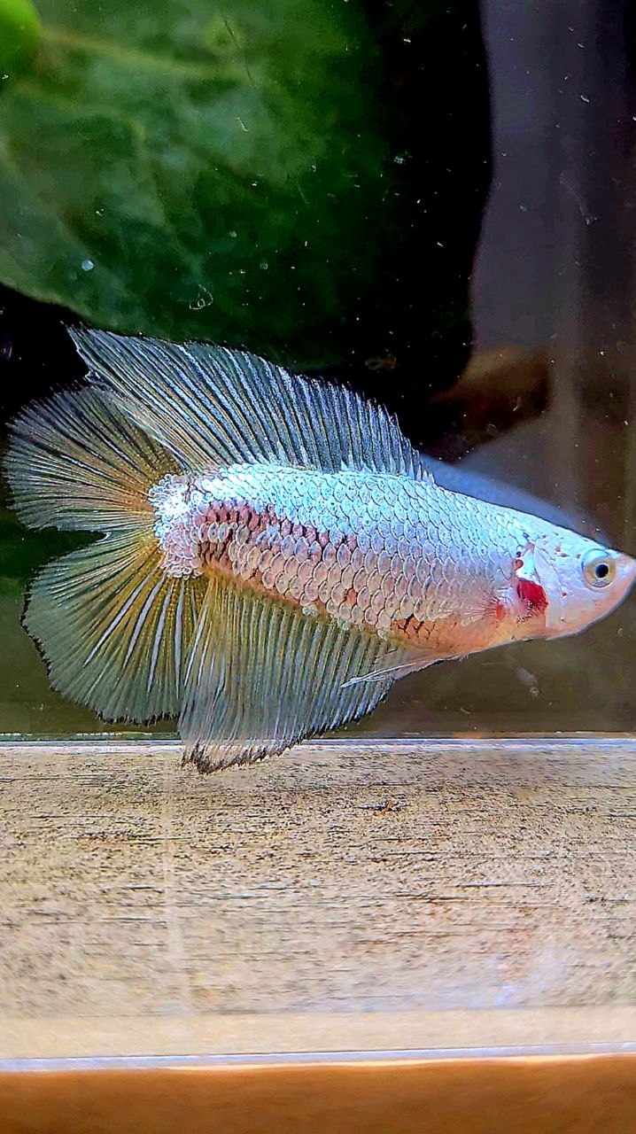 FEMALE HALFMOON DOUBLE TAIL YELLOW MAMBA COPPER BETTA FISH