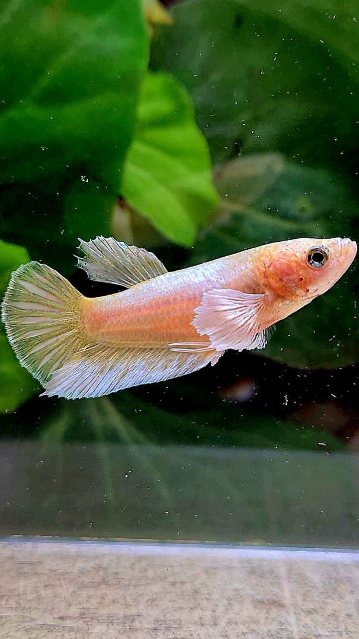 FEMALE PLAKAT DUMBO EAR GOLD BETTA FISH