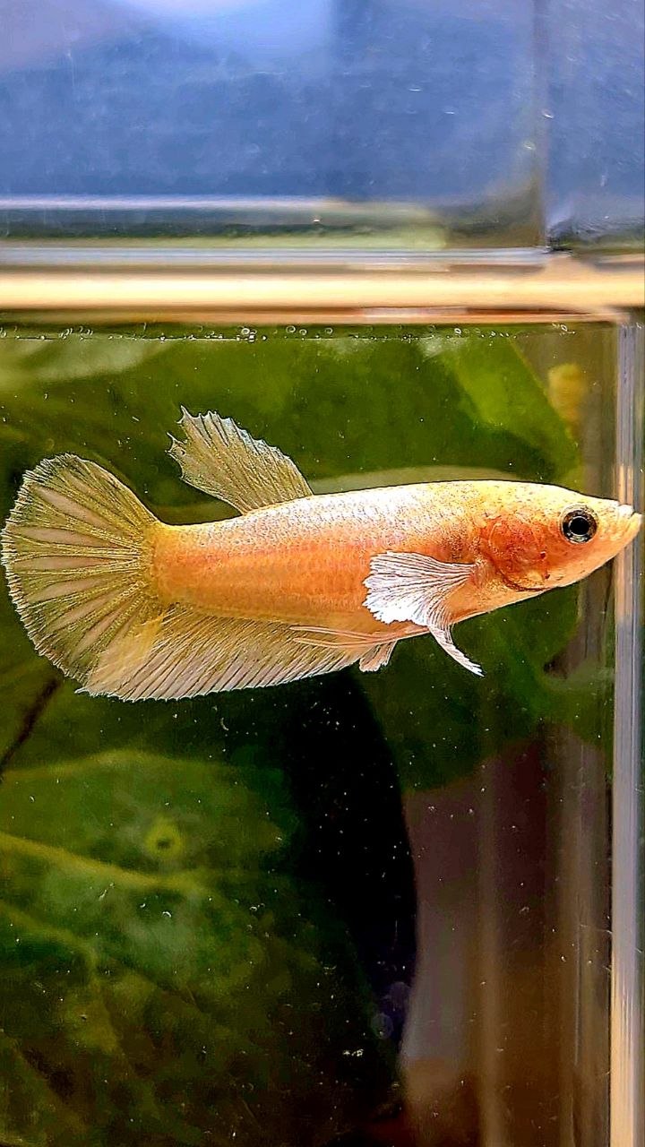FEMALE PLAKAT DUMBO EAR GOLD BETTA FISH