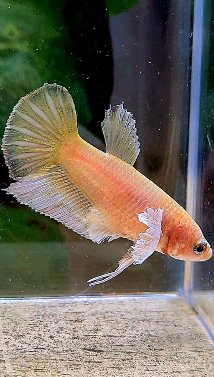 FEMALE PLAKAT DUMBO EAR GOLD BETTA FISH