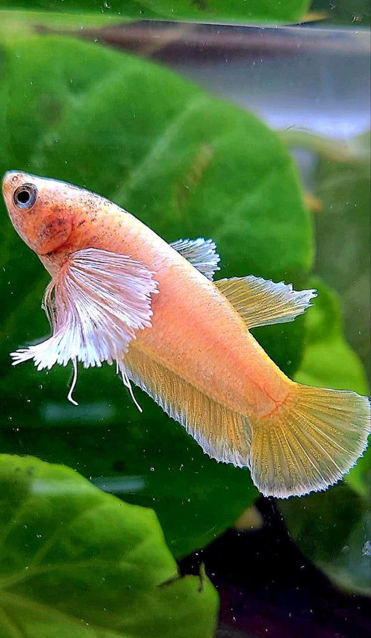 FEMALE PLAKAT DUMBO EAR GOLD BETTA FISH