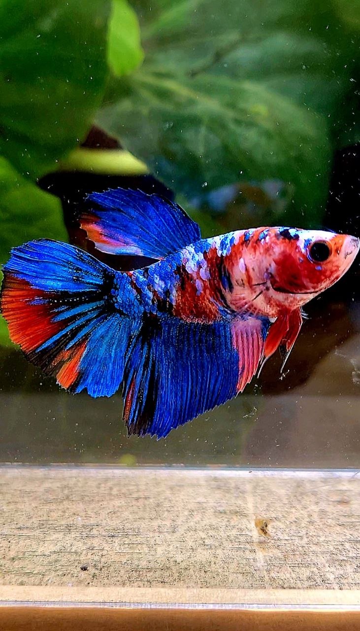 FEMALE HALFMOON GALAXY BLUE MULTICOLOR BETTA FISH