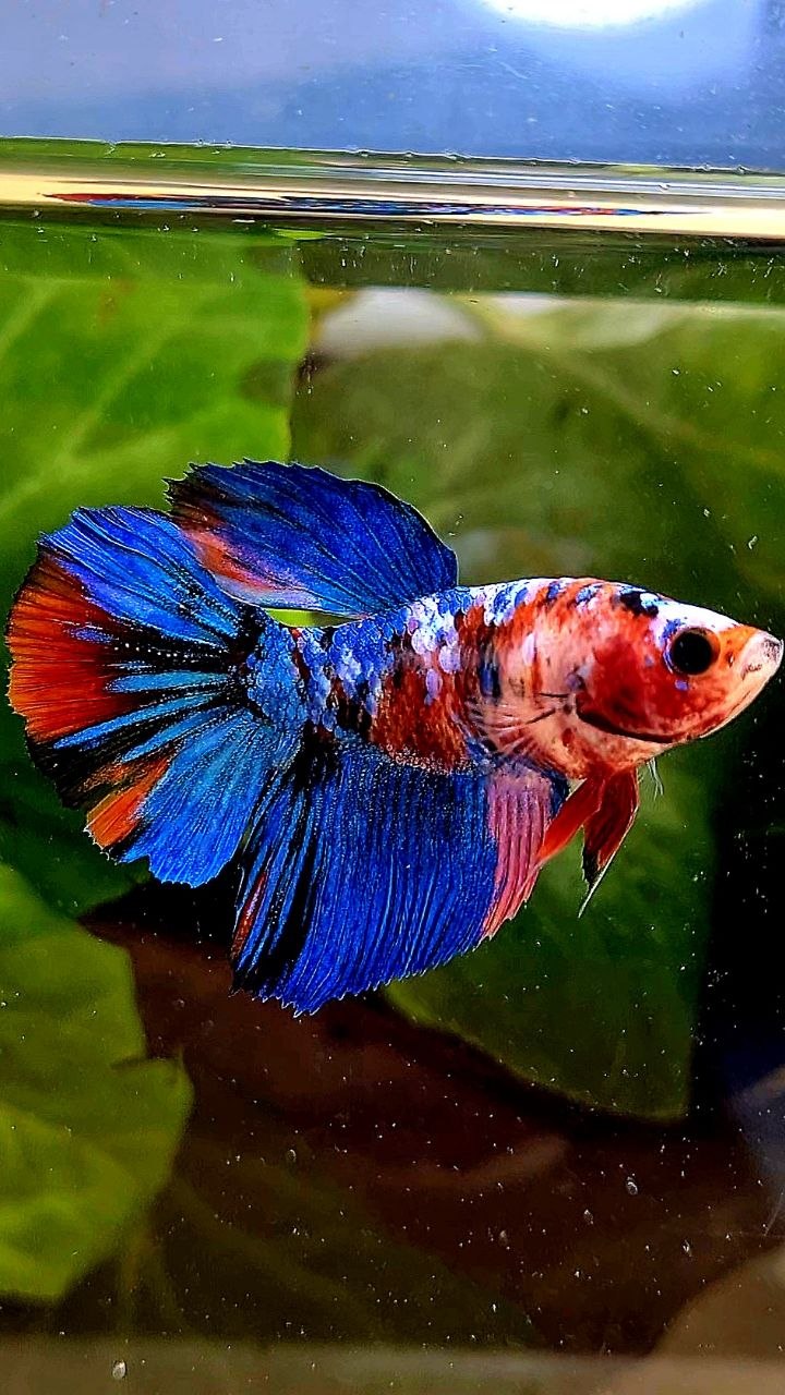 FEMALE HALFMOON GALAXY BLUE MULTICOLOR BETTA FISH