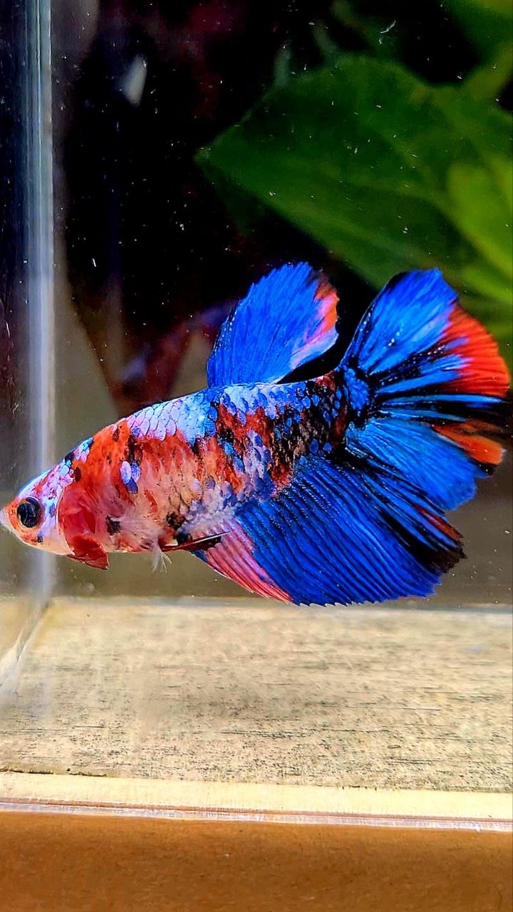 FEMALE HALFMOON GALAXY BLUE MULTICOLOR BETTA FISH