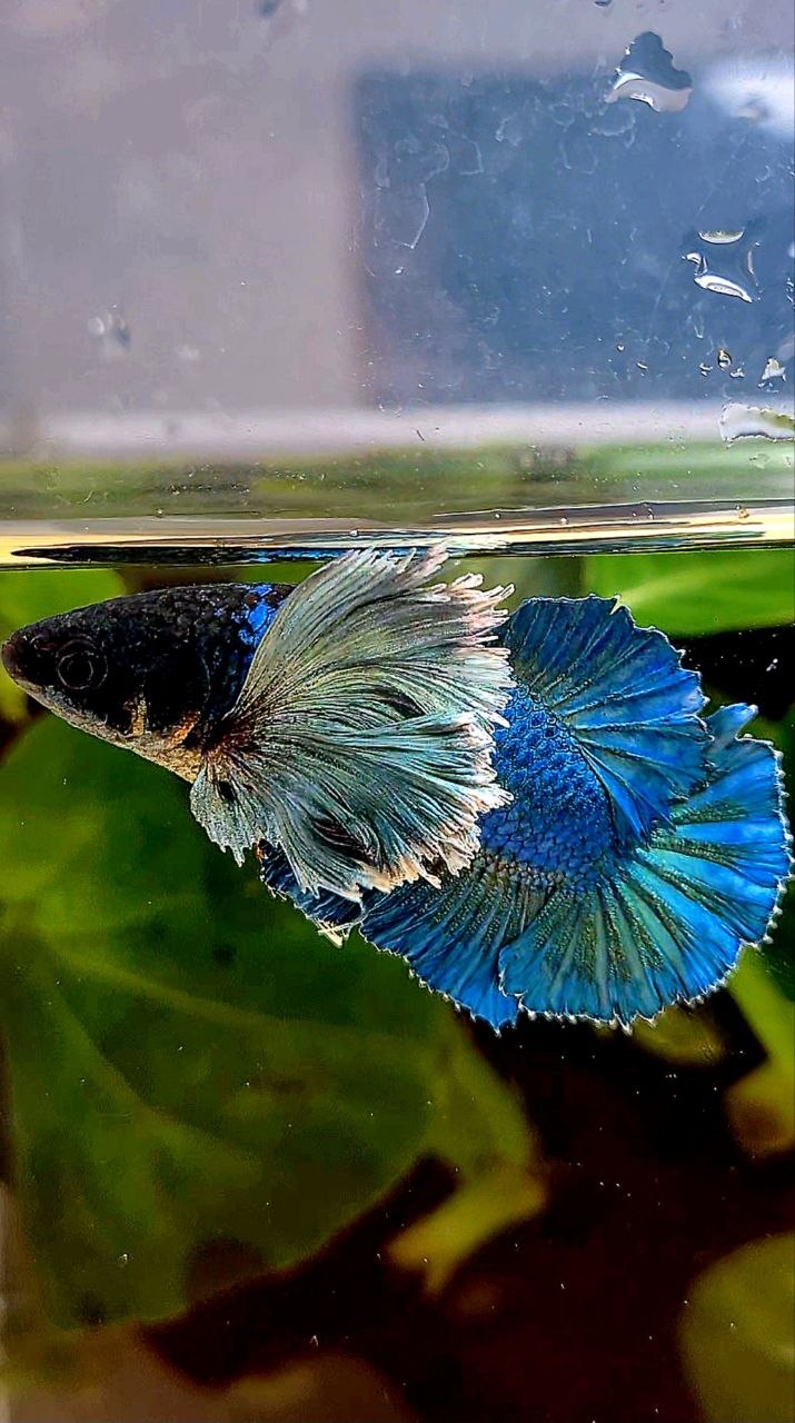 LUXURY FEMALE HMPK SUPER DUMBO COLORED EAR GREEN TURQUOISE BETTA FISH
