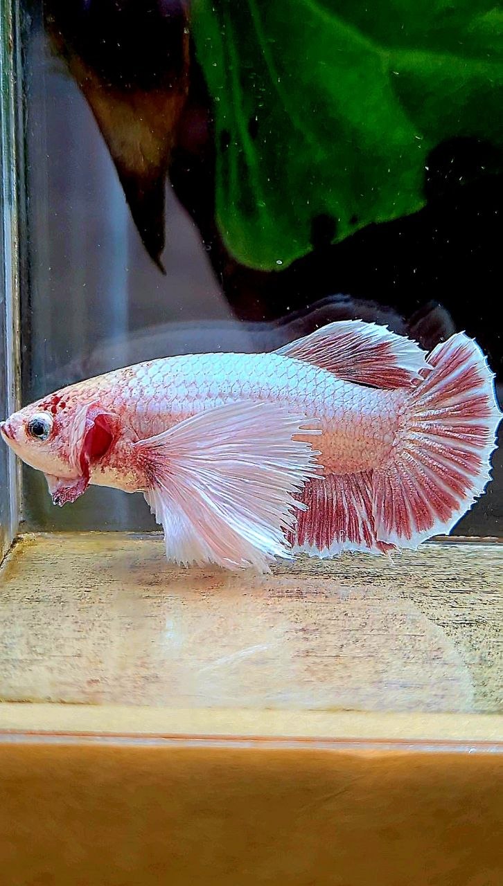 FEMALE PLAKAT SUPER DUMBO EAR LAVENDER BETTA FISH