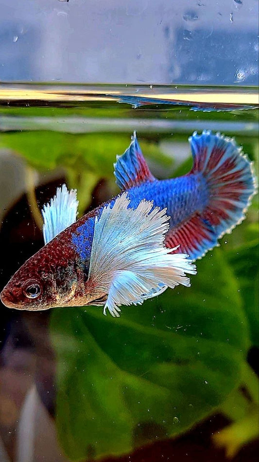 FEMALE PLAKAT SUPER DUMBO EAR GREEN BETTA FISH