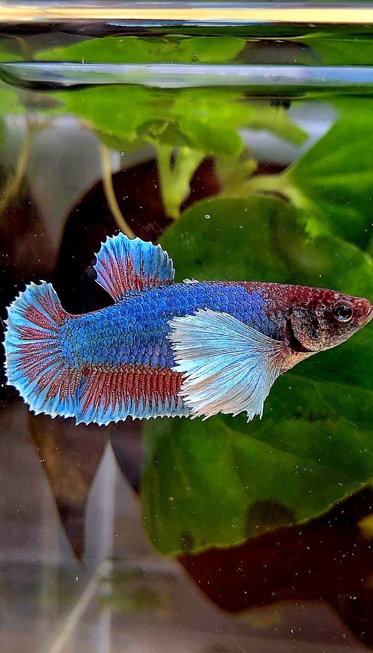 FEMALE PLAKAT SUPER DUMBO EAR GREEN BETTA FISH