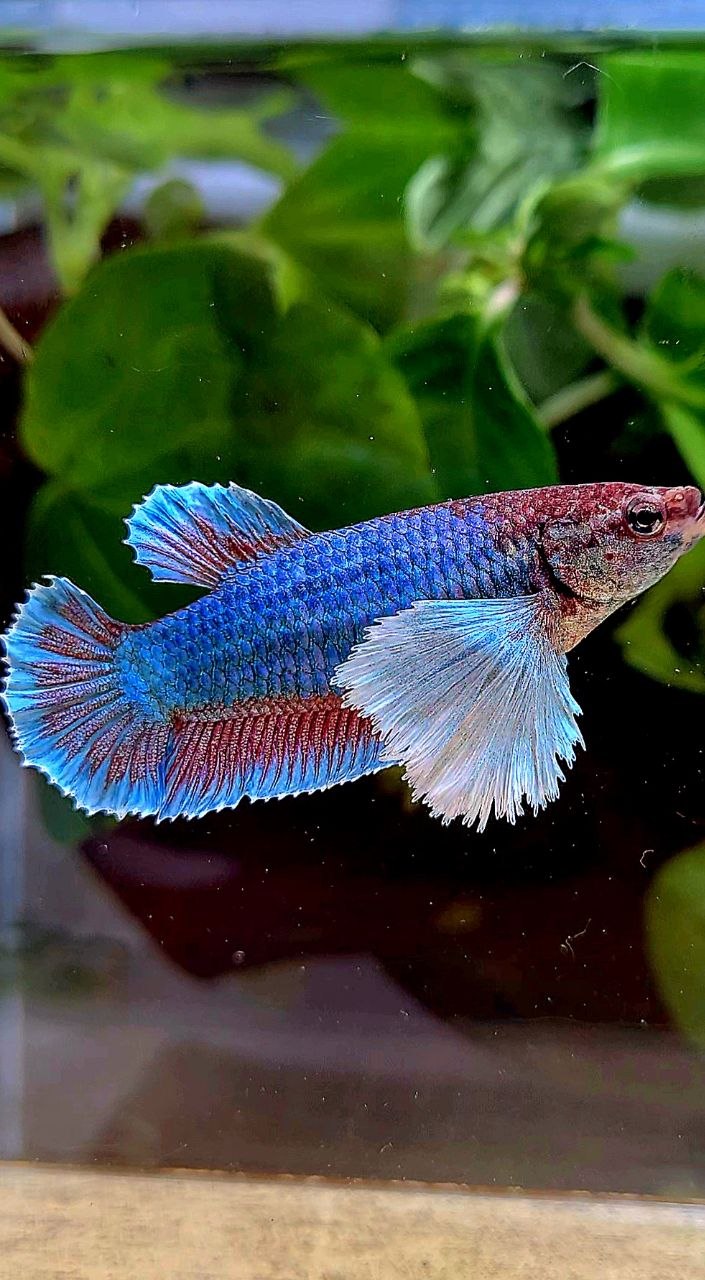 FEMALE PLAKAT SUPER DUMBO EAR GREEN BETTA FISH