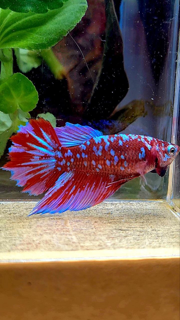 FEMALE HALFMOON RED PURPLE SUPER GALAXY RPG BETTA FISH