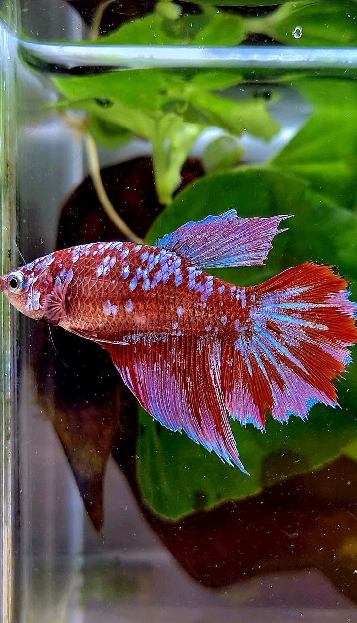 FEMALE HALFMOON RED PURPLE SUPER GALAXY RPG BETTA FISH