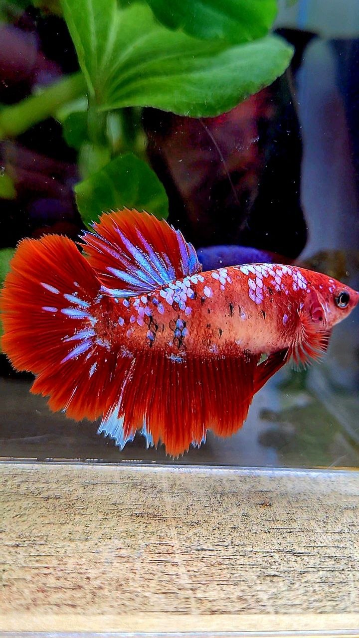 FEMALE HALFMOON RED GALAXY MULTICOLOR BETTA FISH