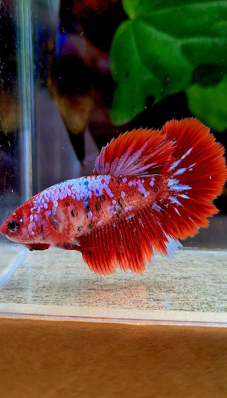 FEMALE HALFMOON RED GALAXY MULTICOLOR BETTA FISH
