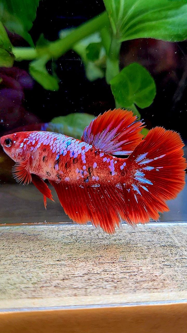 FEMALE HALFMOON RED GALAXY MULTICOLOR BETTA FISH