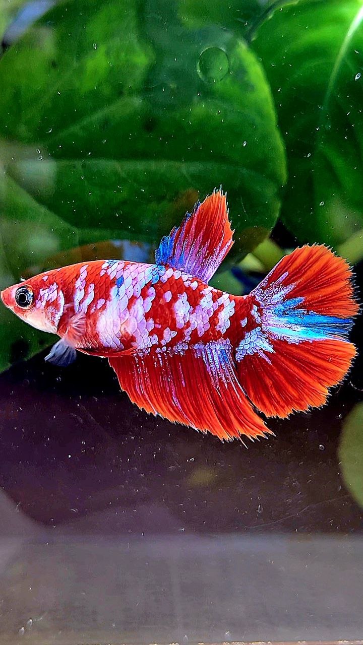 FEMALE HALFMOON RED WHITE GALAXY MULTICOLOR BETTA FISH