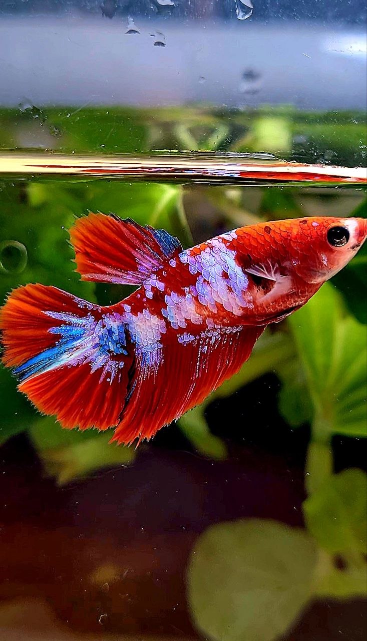 FEMALE HALFMOON RED WHITE GALAXY MULTICOLOR BETTA FISH