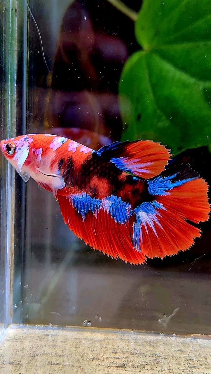 FEMALE HALFMOON RED GALAXY MULTICOLOR BETTA FISH