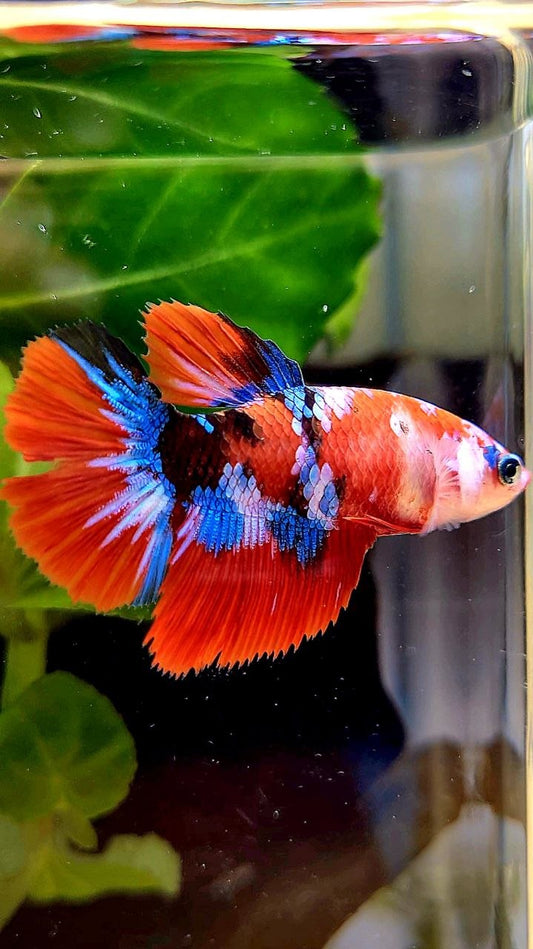 FEMALE HALFMOON RED GALAXY MULTICOLOR BETTA FISH