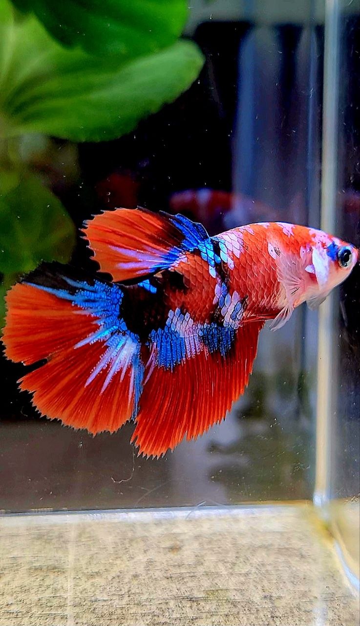 FEMALE HALFMOON RED GALAXY MULTICOLOR BETTA FISH