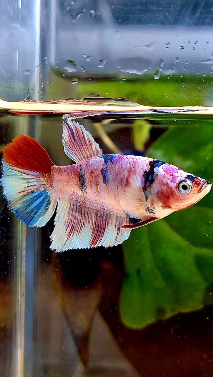 FEMALE HALFMOON WHITE CANDY MULTICOLOR BETTA FISH