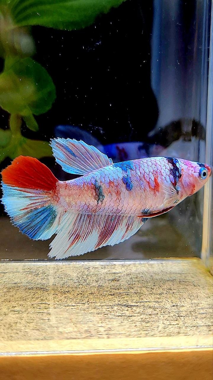 FEMALE HALFMOON WHITE CANDY MULTICOLOR BETTA FISH