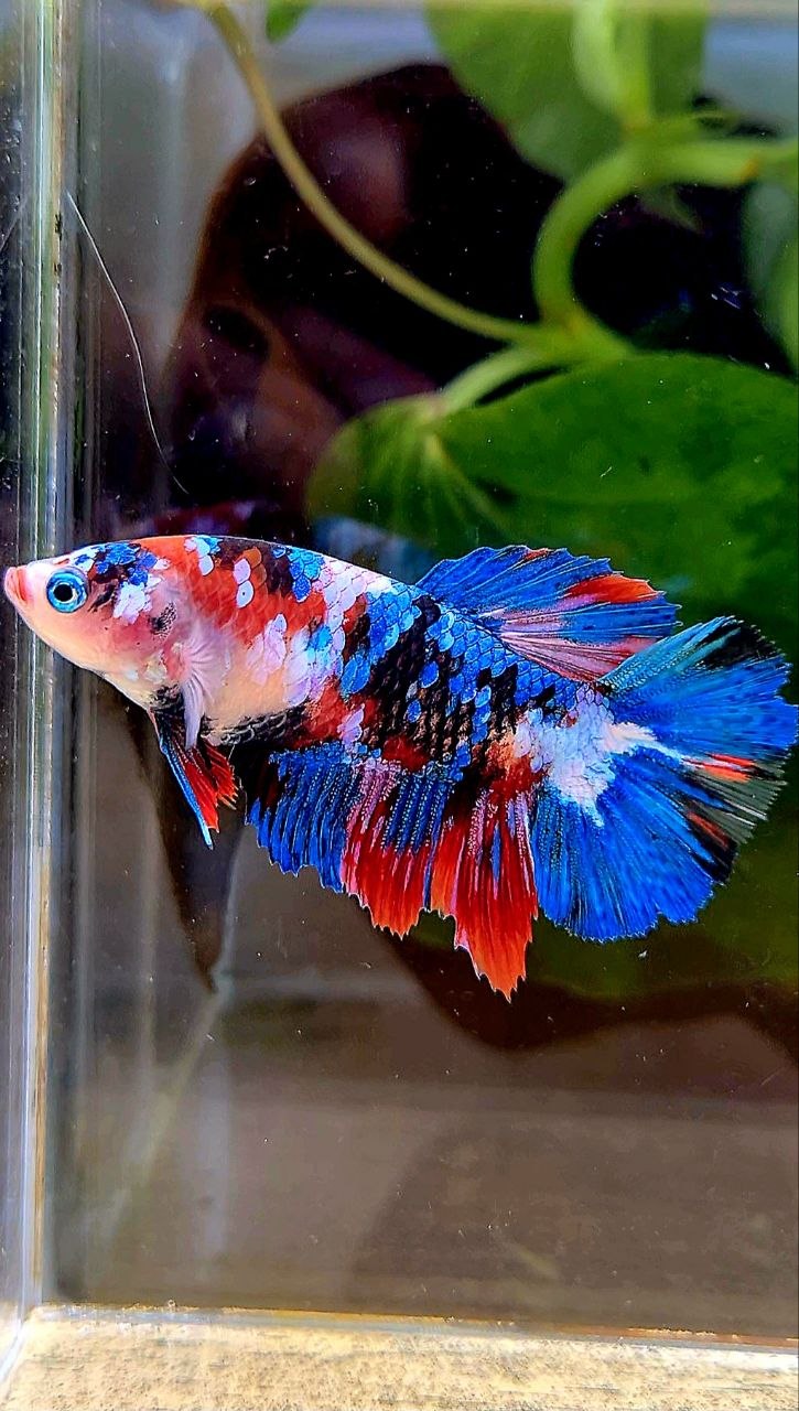 FEMALE HALFMOON GALAXY MULTICOLOR BETTA FISH