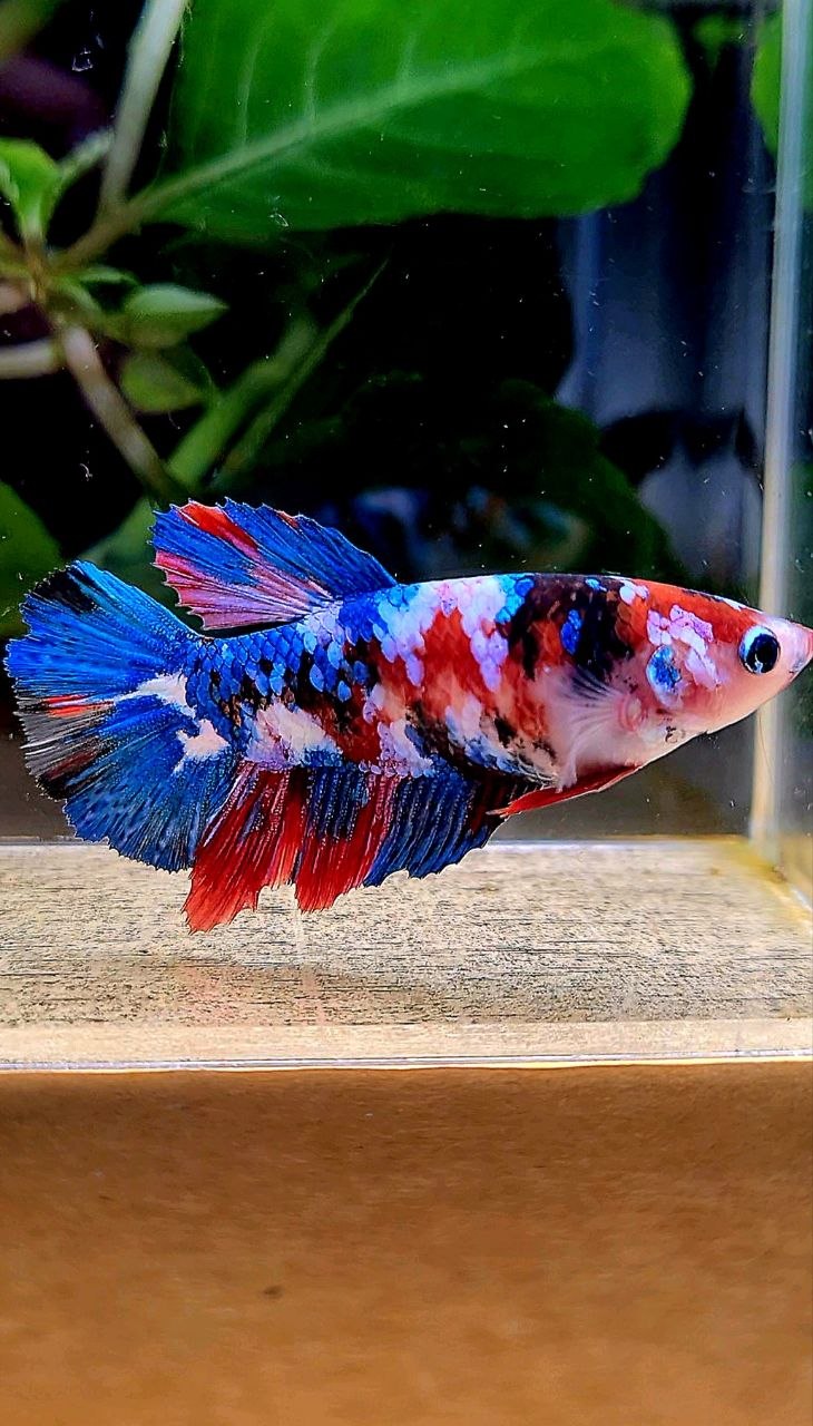 FEMALE HALFMOON GALAXY MULTICOLOR BETTA FISH