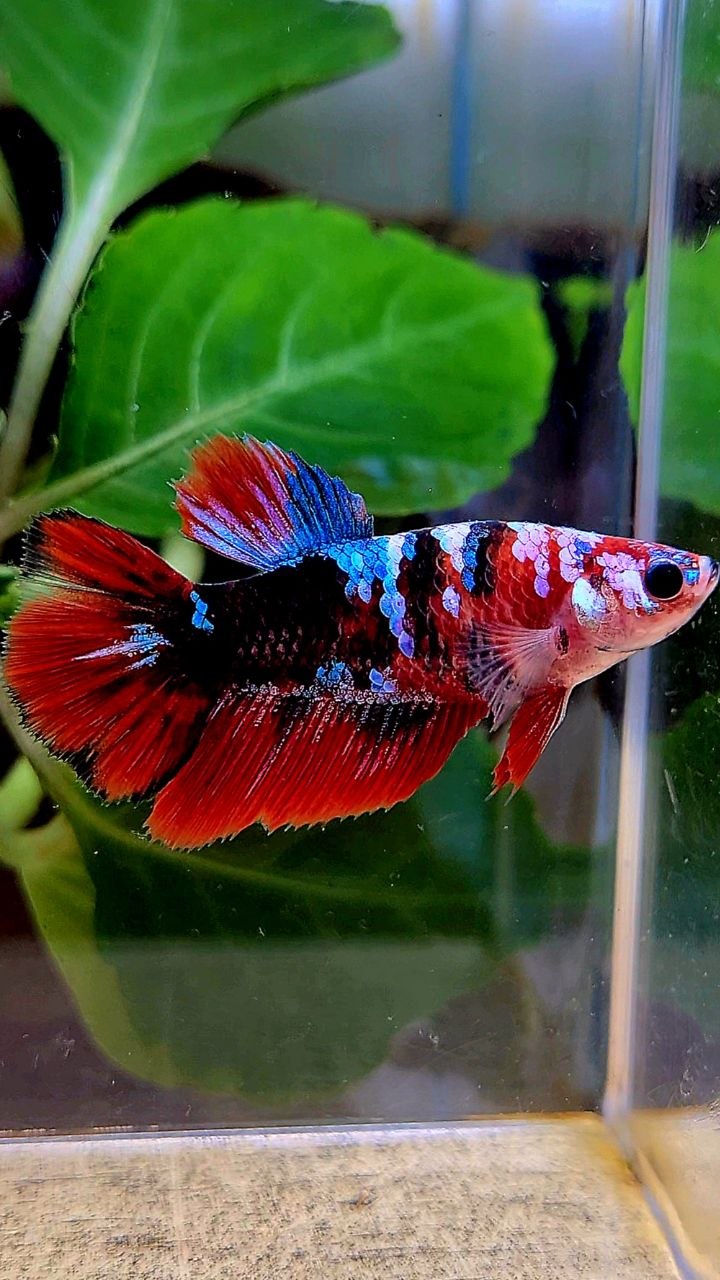 FEMALE HALFMOON BLACK GALAXY RED MULTICOLOR BETTA FISH
