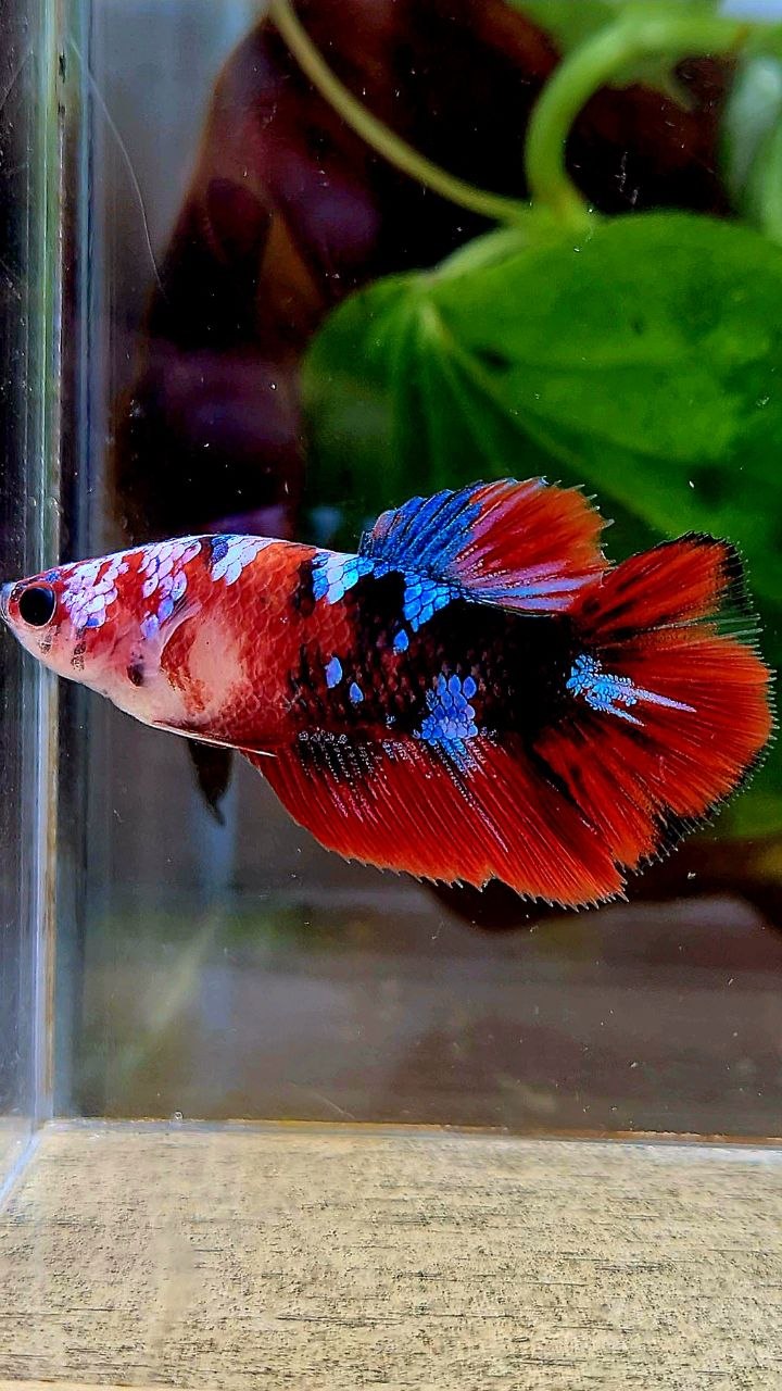 FEMALE HALFMOON BLACK GALAXY RED MULTICOLOR BETTA FISH