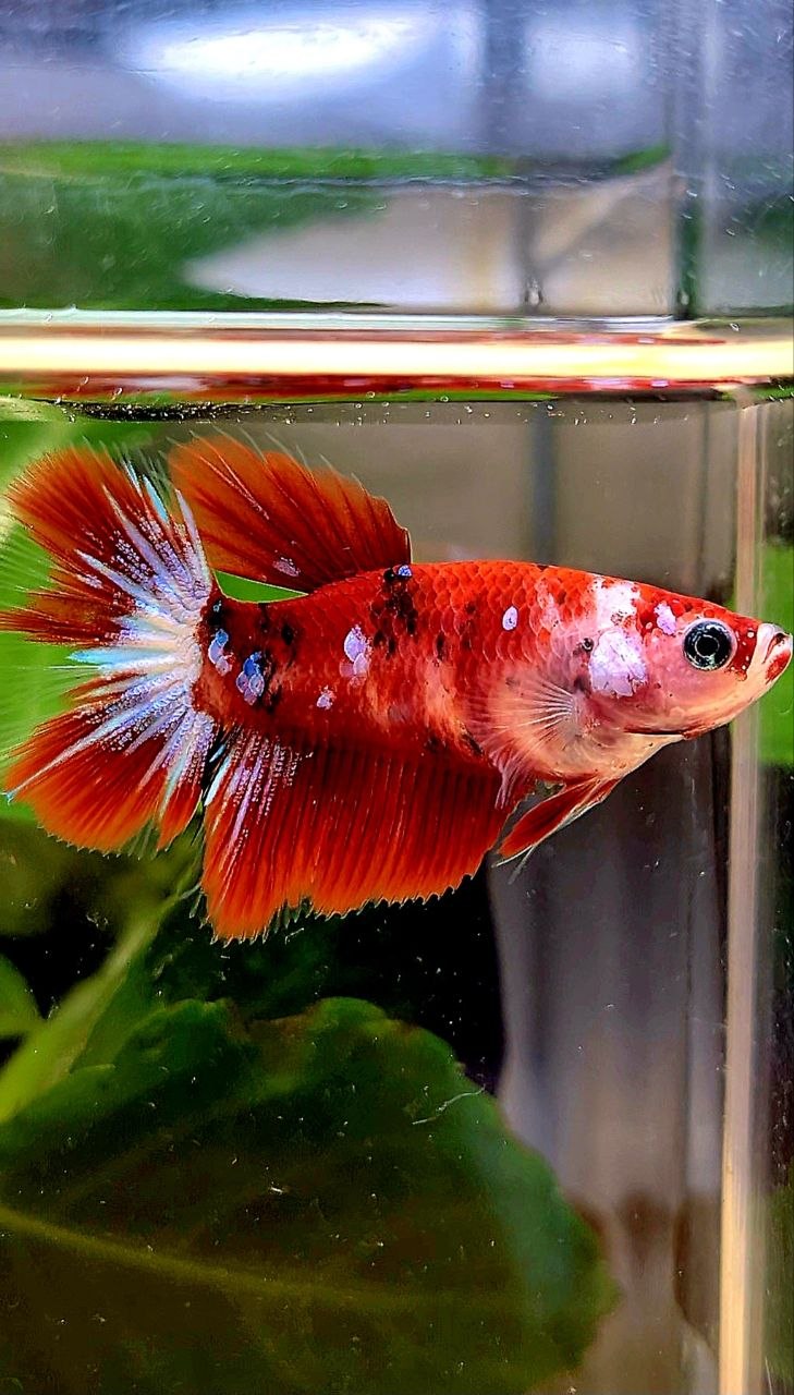 FEMALE HALFMOON RED KOI GALAXY MULTICOLOR BETTA FISH