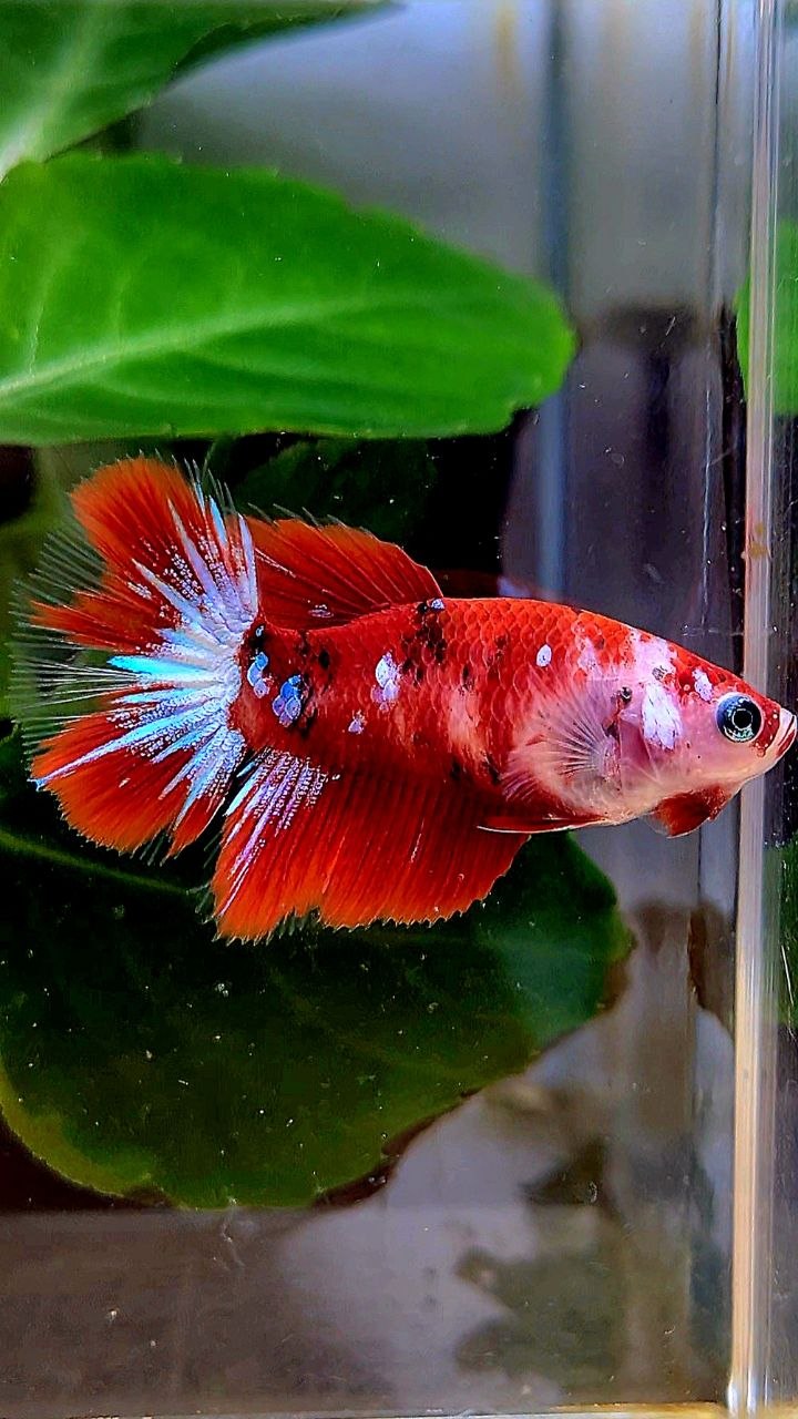 FEMALE HALFMOON RED KOI GALAXY MULTICOLOR BETTA FISH