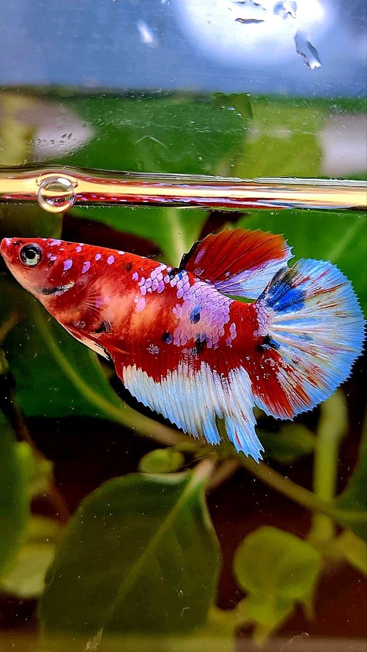 FEMALE HALFMOON RED WHITE PATTERN MULTICOLOR BETTA FISH