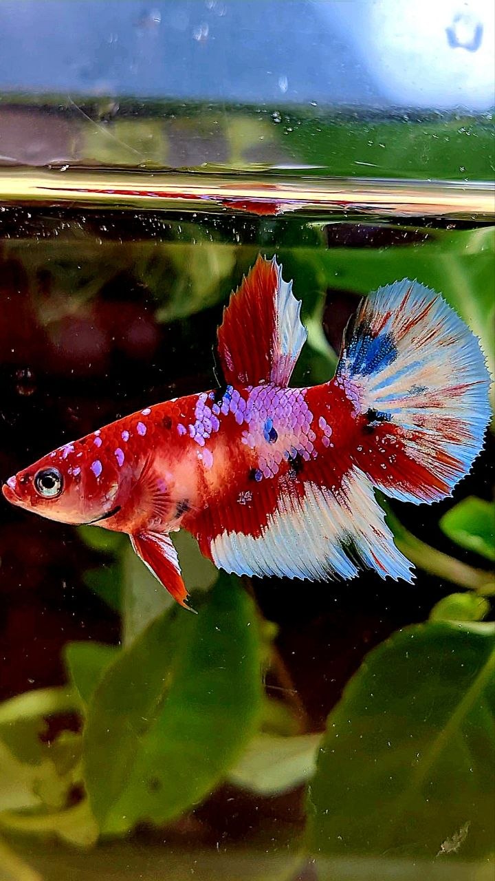 FEMALE HALFMOON RED WHITE PATTERN MULTICOLOR BETTA FISH