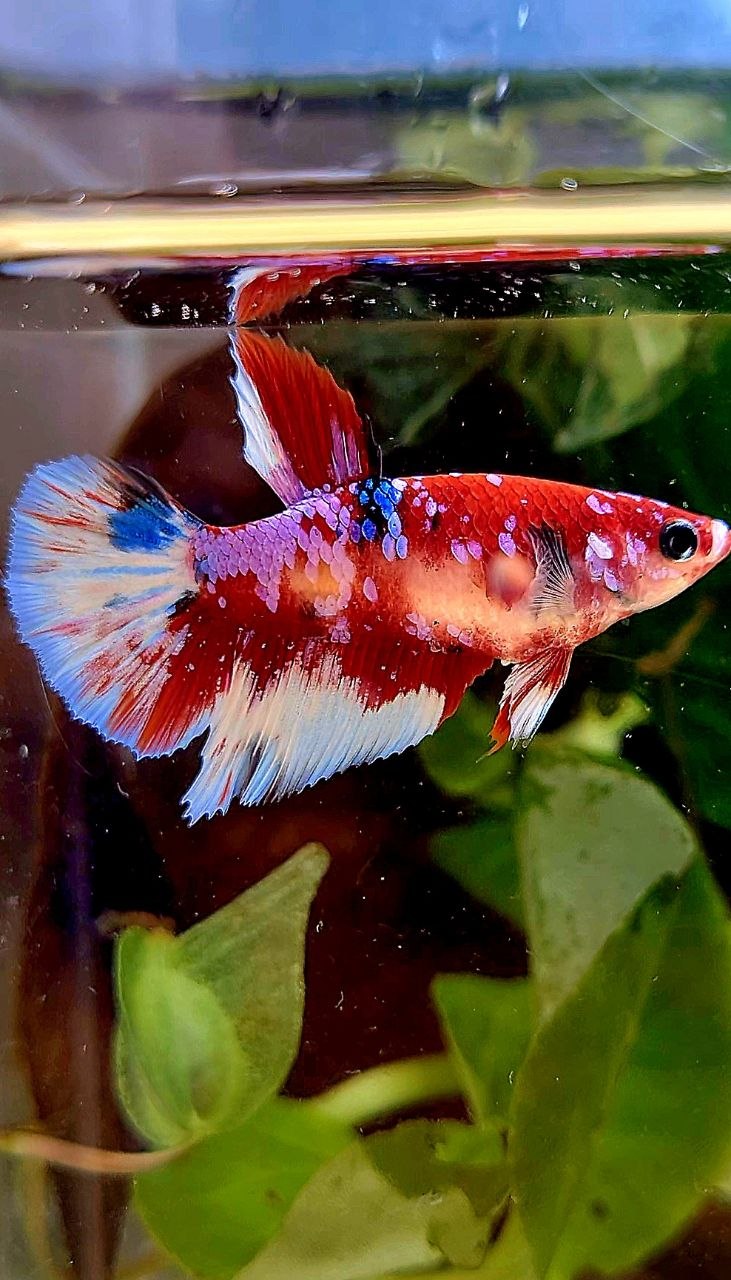 FEMALE HALFMOON RED WHITE PATTERN MULTICOLOR BETTA FISH