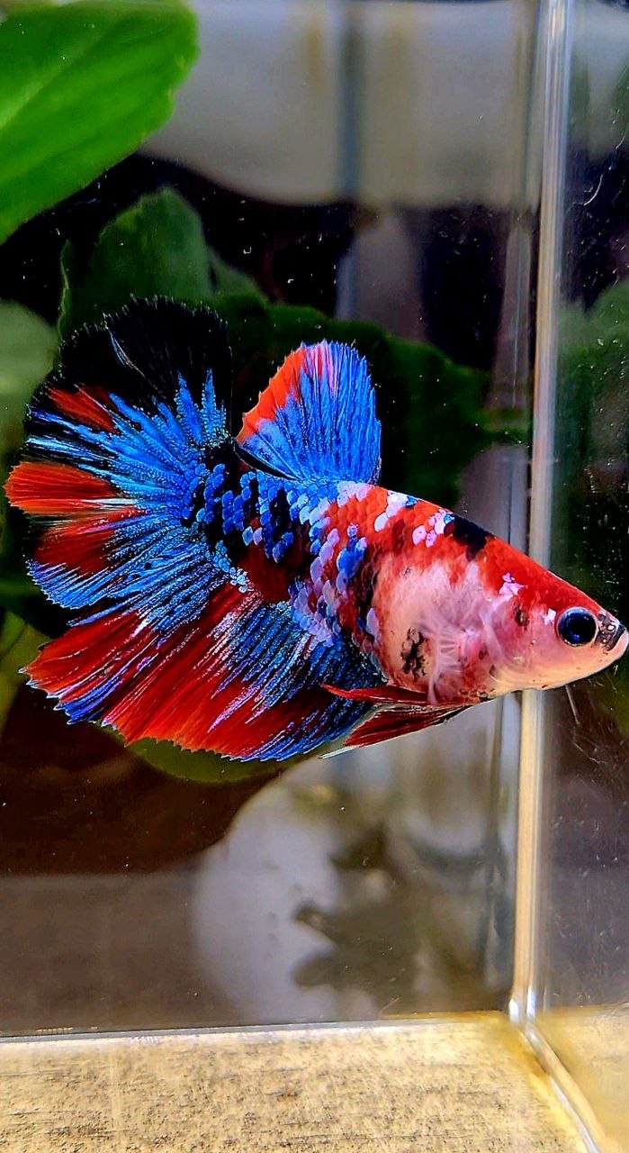 FEMALE HALFMOON ROSETAIL RED GALAXY MULTICOLOR BETTA FISH
