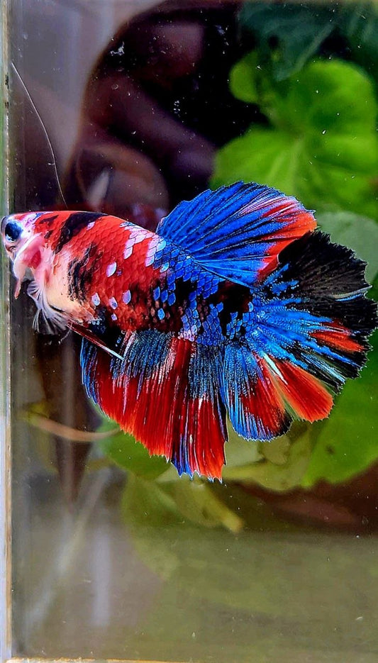 FEMALE HALFMOON ROSETAIL RED GALAXY MULTICOLOR BETTA FISH