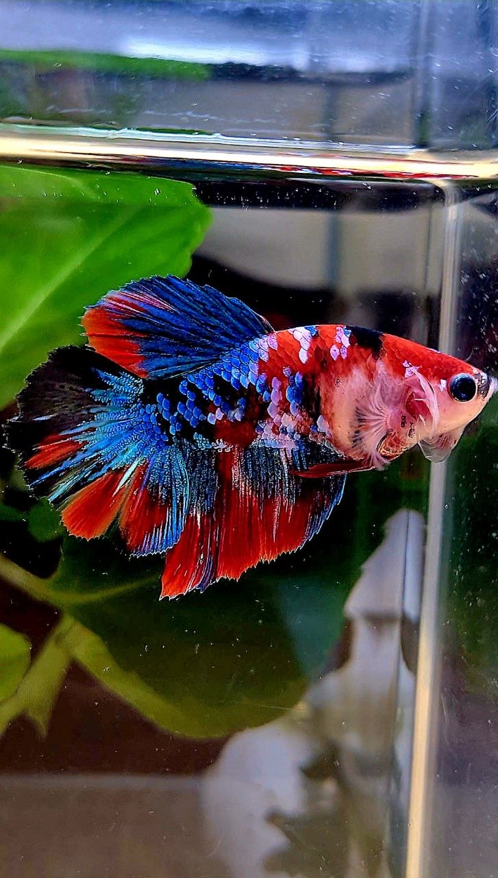 FEMALE HALFMOON ROSETAIL RED GALAXY MULTICOLOR BETTA FISH