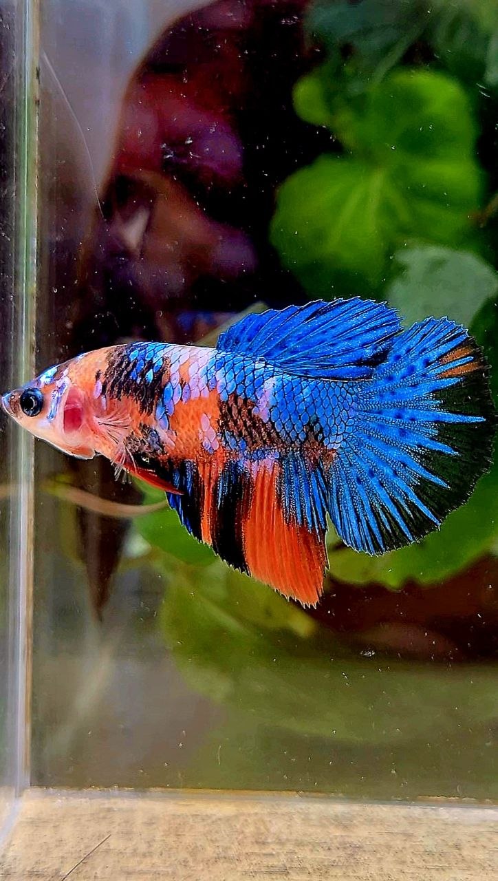 FEMALE HALFMOON ORANGE BLUE GALAXY MULTICOLOR BETTA FISH