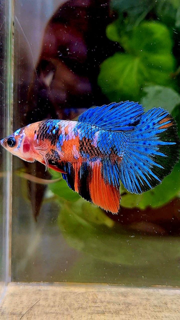 FEMALE HALFMOON ORANGE BLUE GALAXY MULTICOLOR BETTA FISH
