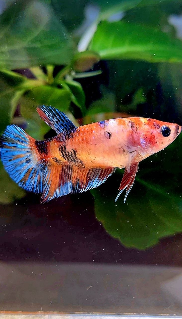 FEMALE PLAKAT ORANGE METTALIC MULTICOLOR BETTA FISH