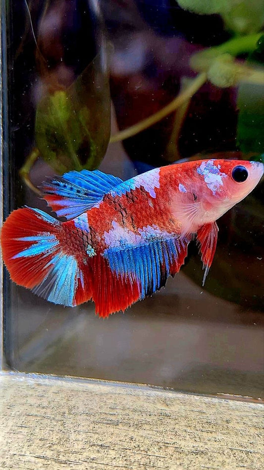 FEMALE HALFMOON RED GALAXY MULTICOLOR BETTA FISH