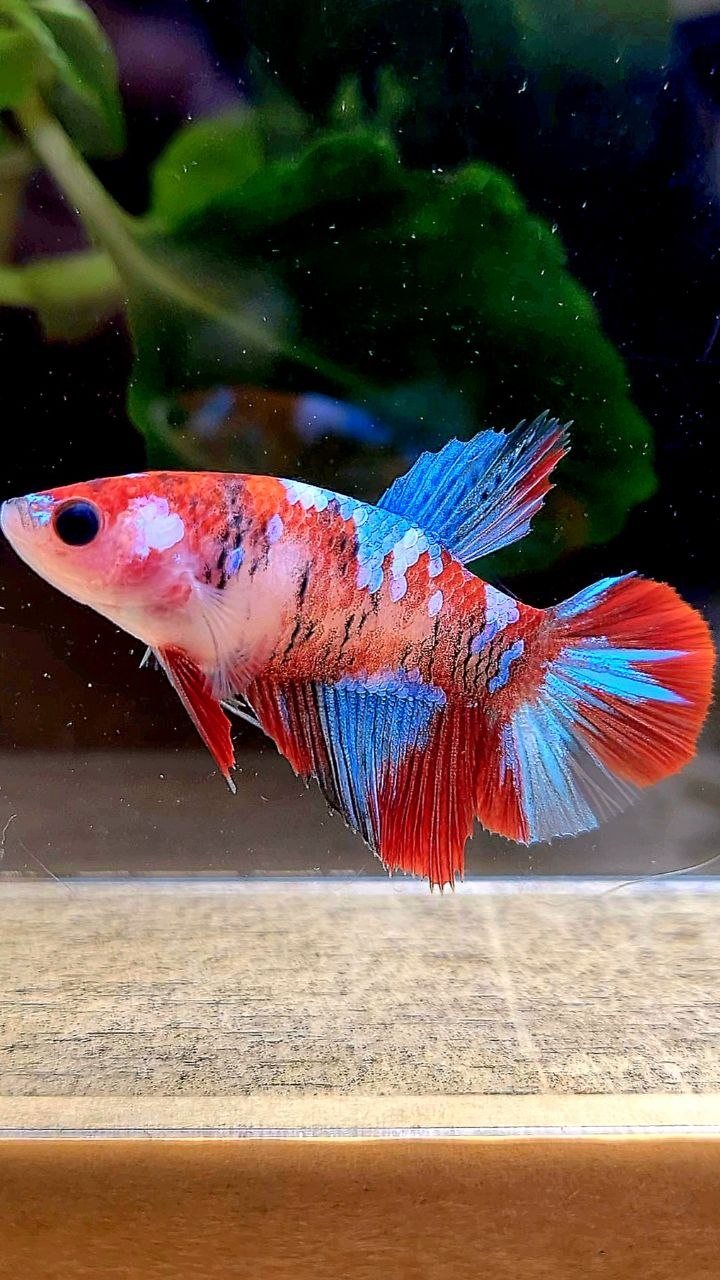 FEMALE HALFMOON RED GALAXY MULTICOLOR BETTA FISH