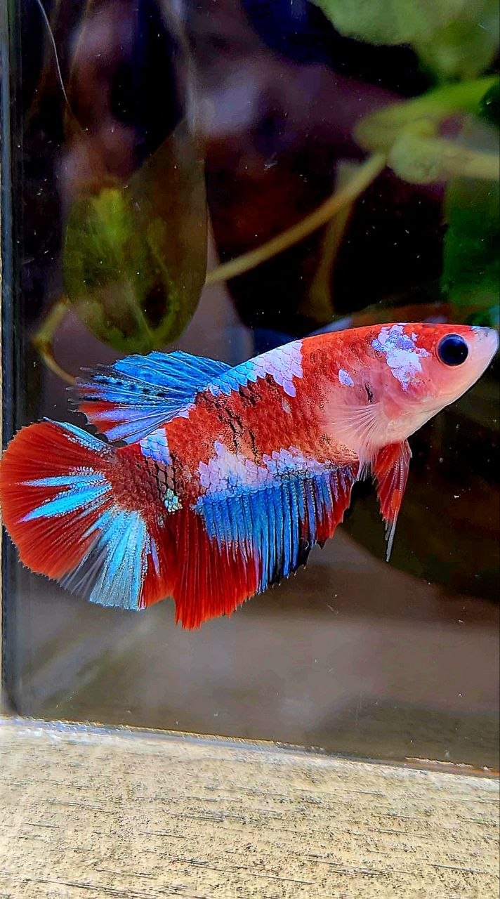 FEMALE HALFMOON RED GALAXY MULTICOLOR BETTA FISH