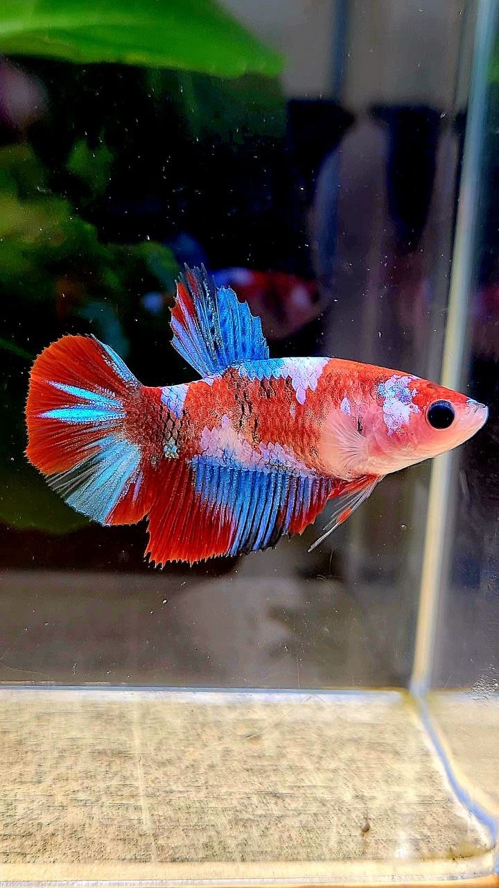 FEMALE HALFMOON RED GALAXY MULTICOLOR BETTA FISH