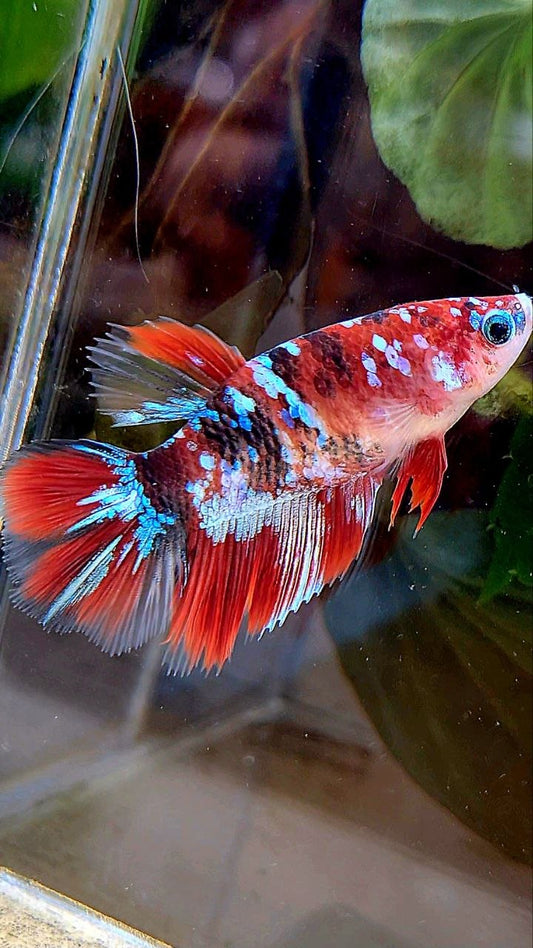 FEMALE HALFMOON RED GALAXY MULTICOLOR BETTA FISH