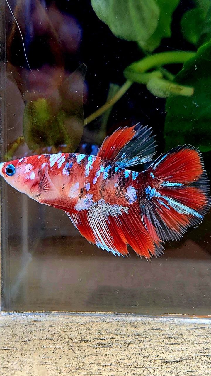 FEMALE HALFMOON RED GALAXY MULTICOLOR BETTA FISH