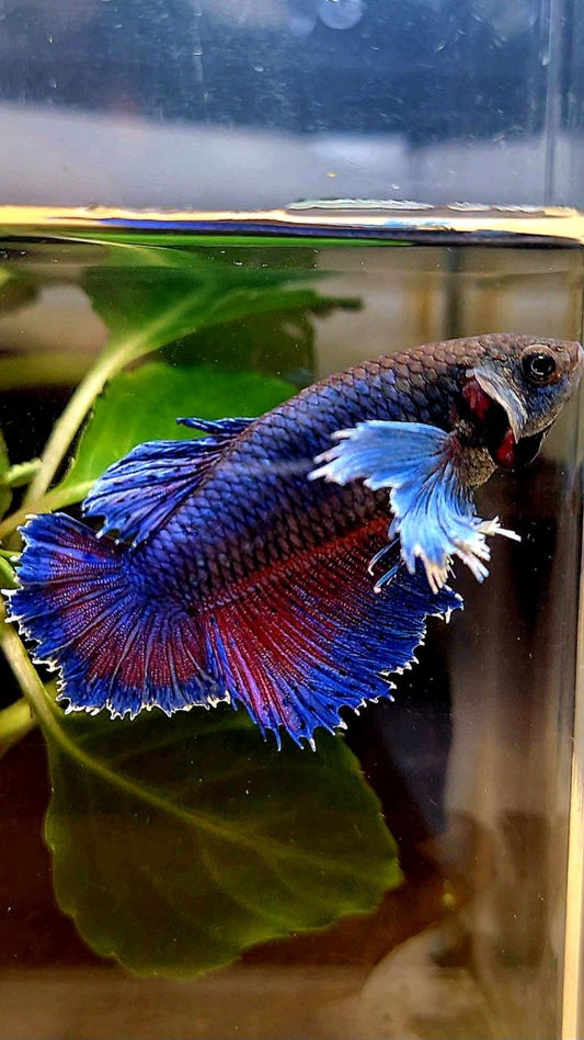 FEMALE HALFMOON SUPER DUMBO COLORED EAR  BLUE PURPLE BETTA FISH