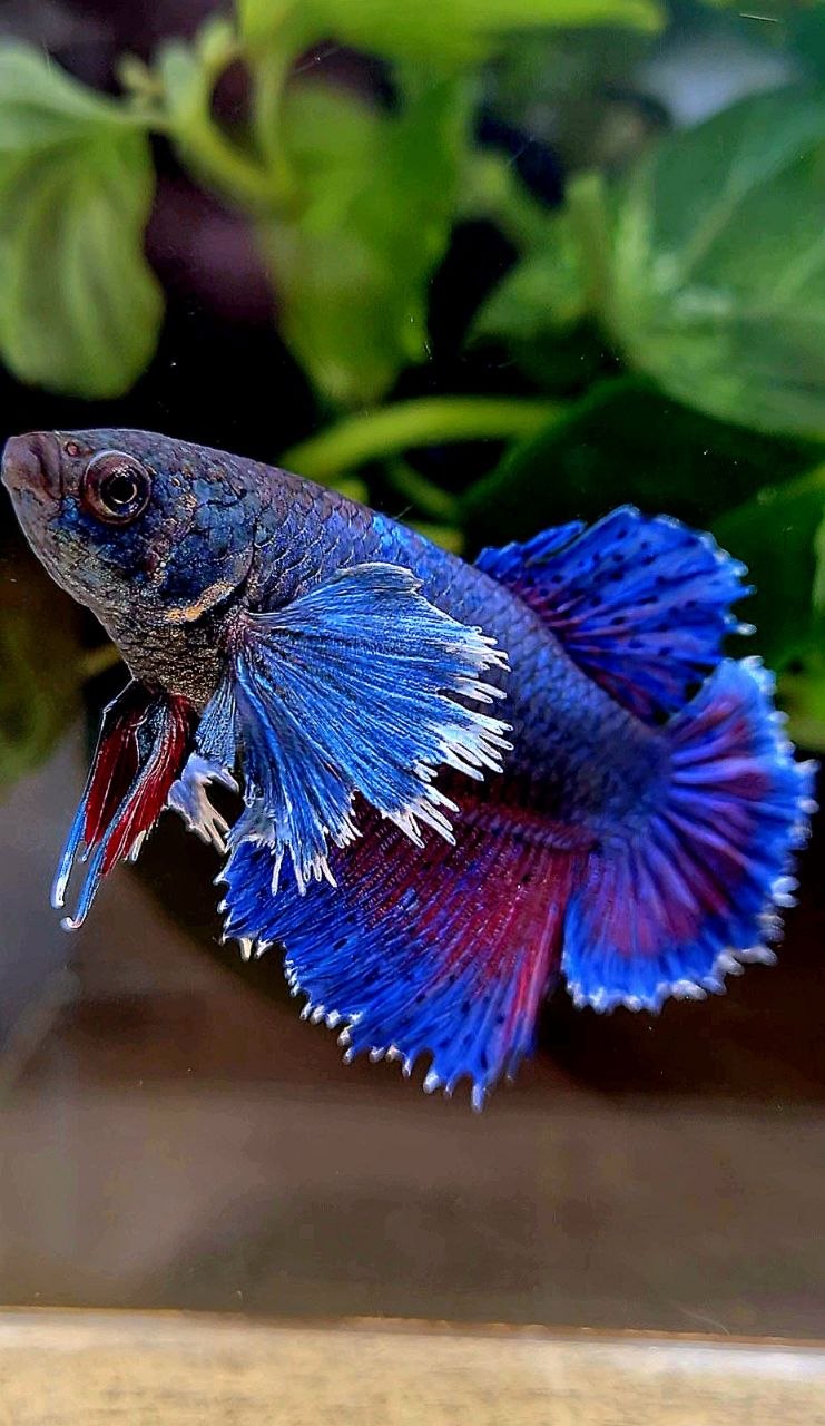 FEMALE HALFMOON SUPER DUMBO COLORED EAR  BLUE PURPLE BETTA FISH