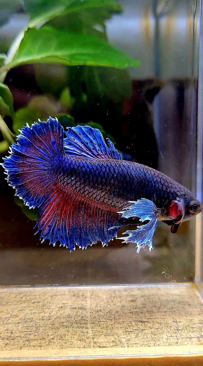 FEMALE HALFMOON SUPER DUMBO COLORED EAR  BLUE PURPLE BETTA FISH