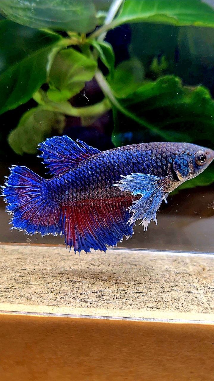 FEMALE HALFMOON SUPER DUMBO COLORED EAR  BLUE PURPLE BETTA FISH